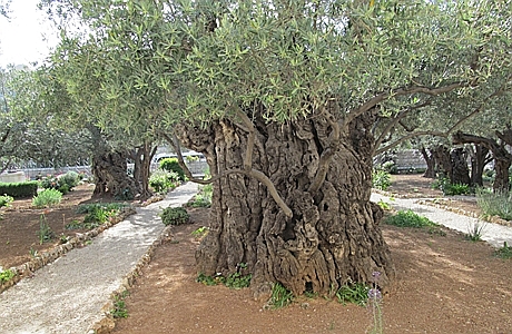 olives02