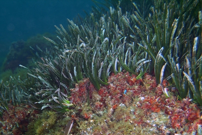 1 - posidonia oceanica.jpg_2008123191128_1 - posidonia oceanica