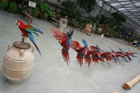 parrots-2