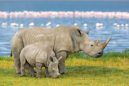 white rhinoceros kenya
