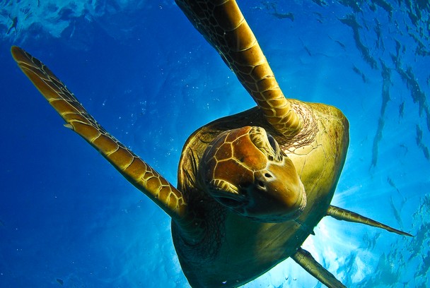 national-geographic-photography-contest-2011-15