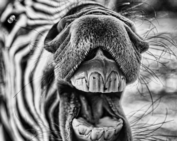 national-geographic-photography-contest-2011-06